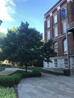 This tree was planted by UKWF at the Main Building.